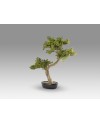 BANKAN II - BONSAI 49CM